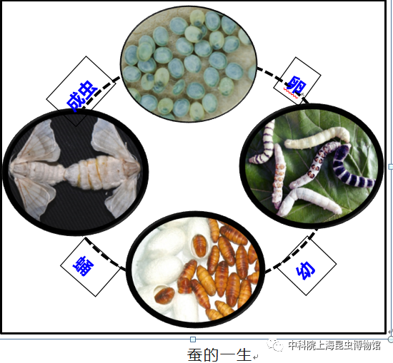 10月3日9点10至11点30：生命的历程——蚕宝宝（190元/小朋友）