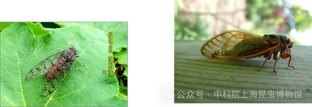10月3日13点至15点30：一鸣惊人——蝉（190元/小朋友）