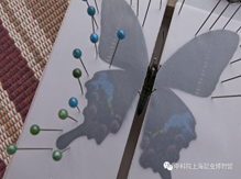 10月5日10点至11点体验活动：蝴蝶标本展翅制作（50元/人）
