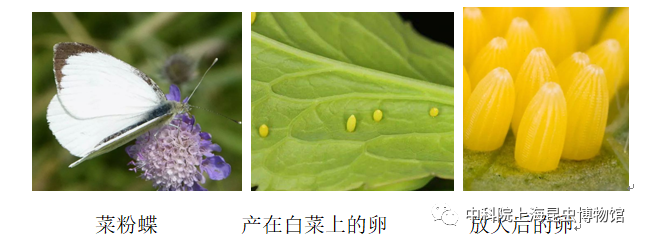 10月7日9点10至11点30：神奇的蝴蝶世界——蝴蝶（190元/小朋友）