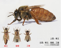 10月8日9点10至11点30：蜜蜂王国——蜜蜂（190元/小朋友）